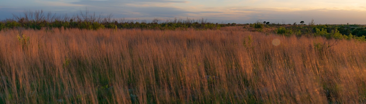 Long exposure grass in wind Balcones Canyonlands NWR at sunset