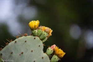 Prickly pear cactus blooms in Austin Texas
