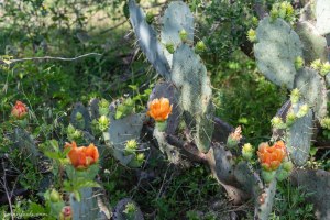 Prickly pear cactus blooms in Austin Texas