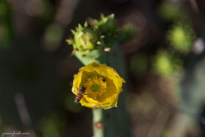 Prickly pear cactus blooms and bee in Austin Texas
