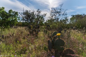 Prickly pear cactus blooms in Austin Texas