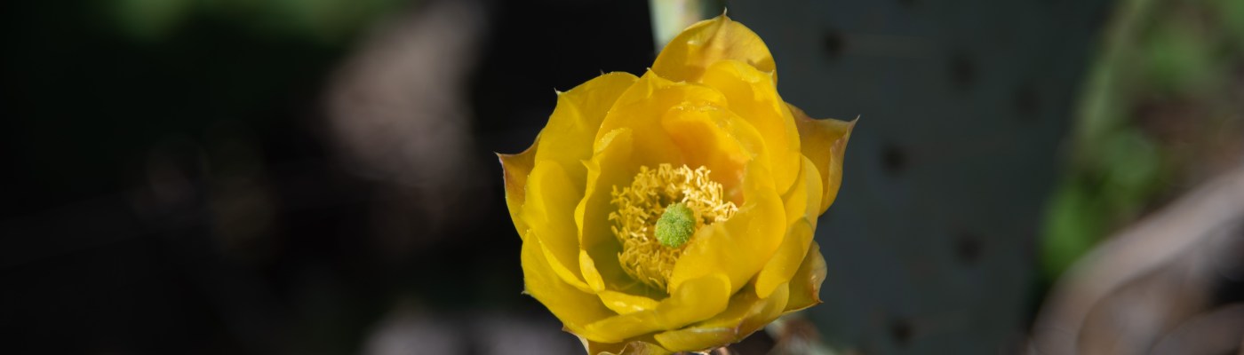 Prickly pear cactus blooms in Austin Texas