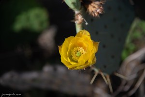 Prickly pear cactus blooms in Austin Texas