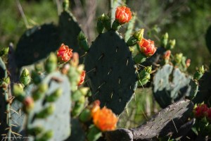 Prickly pear cactus blooms in Austin Texas
