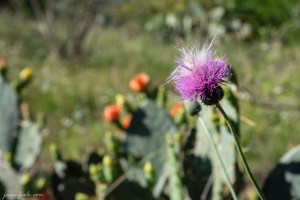 Prickly pear cactus blooms in Austin Texas