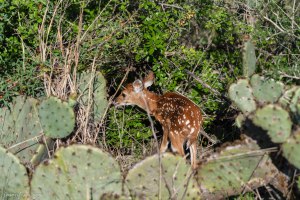 Prickly pear cactus and deer fawn in Austin Texas