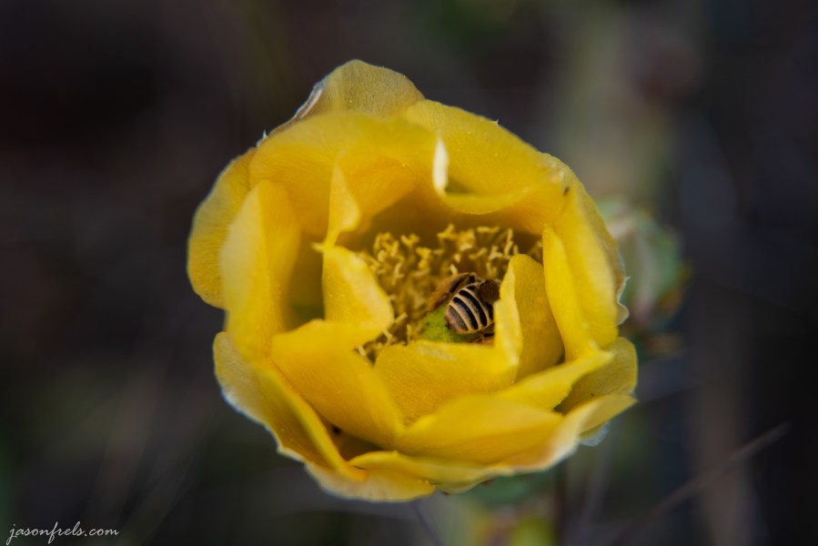 Yellow Prickly pear cactus bloom close up with a bee in Austin Texas