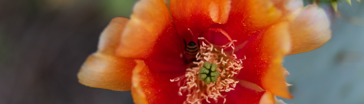 Orange Prickly pear cactus bloom close up with a bee in Austin Texas