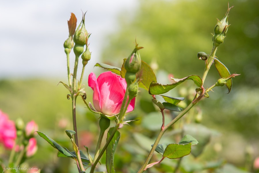 spring rosebuds bokeh