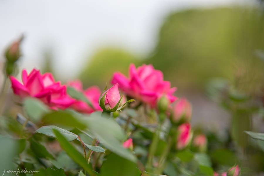 spring rosebuds bokeh