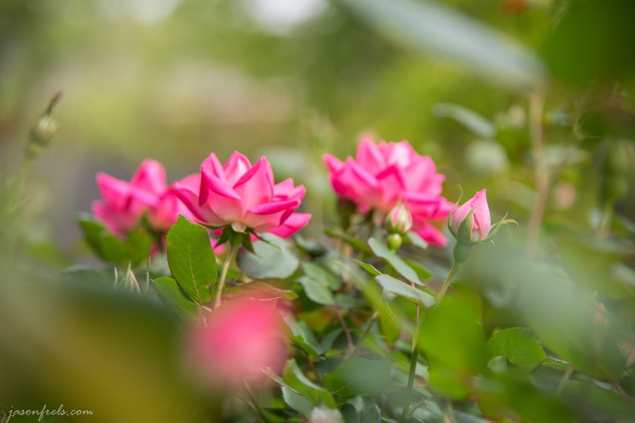 spring rosebuds bokeh