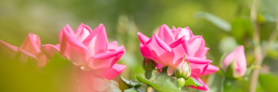 spring rosebuds bokeh