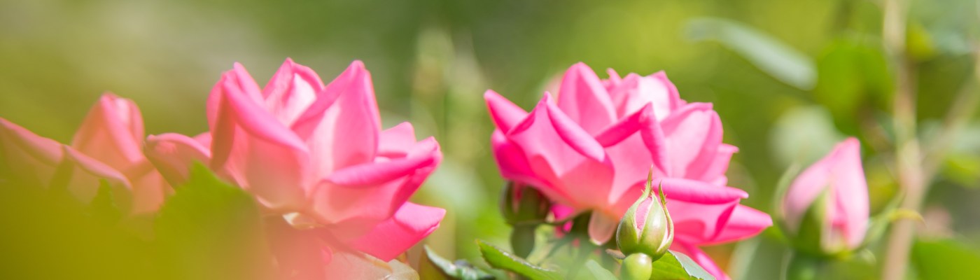 spring rosebuds bokeh