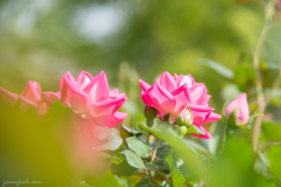 spring rosebuds bokeh