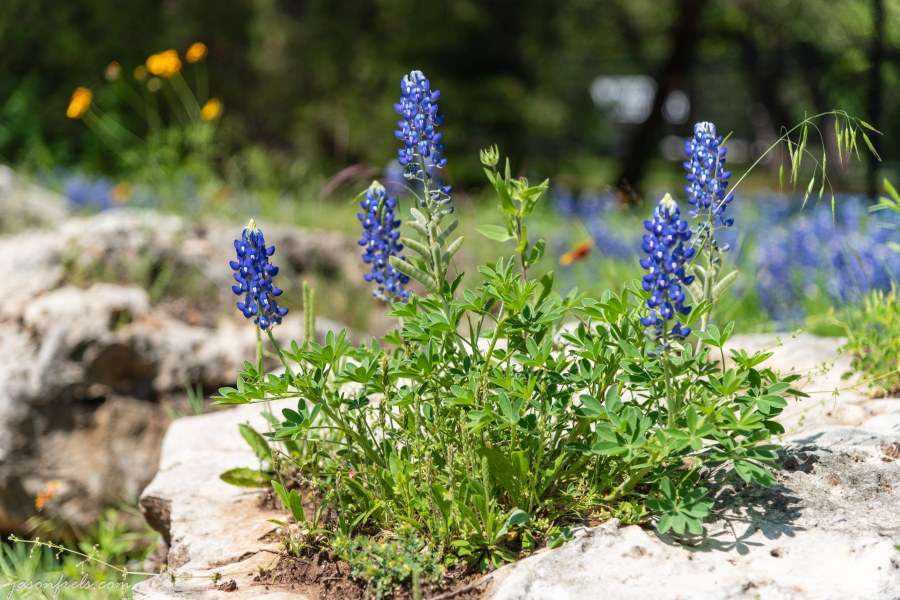 Texas-Bluebonnets-1