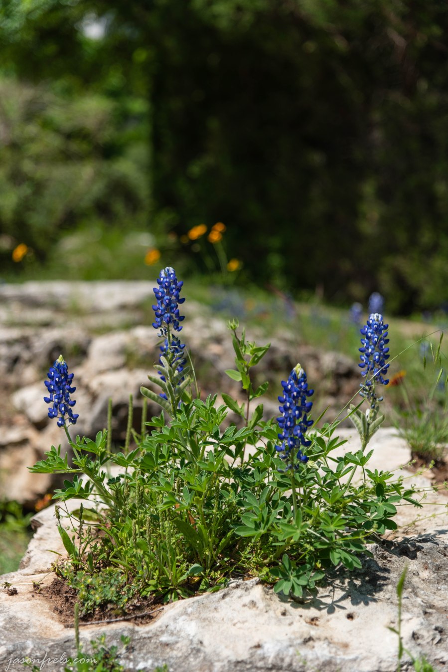 Texas-Bluebonnets-2