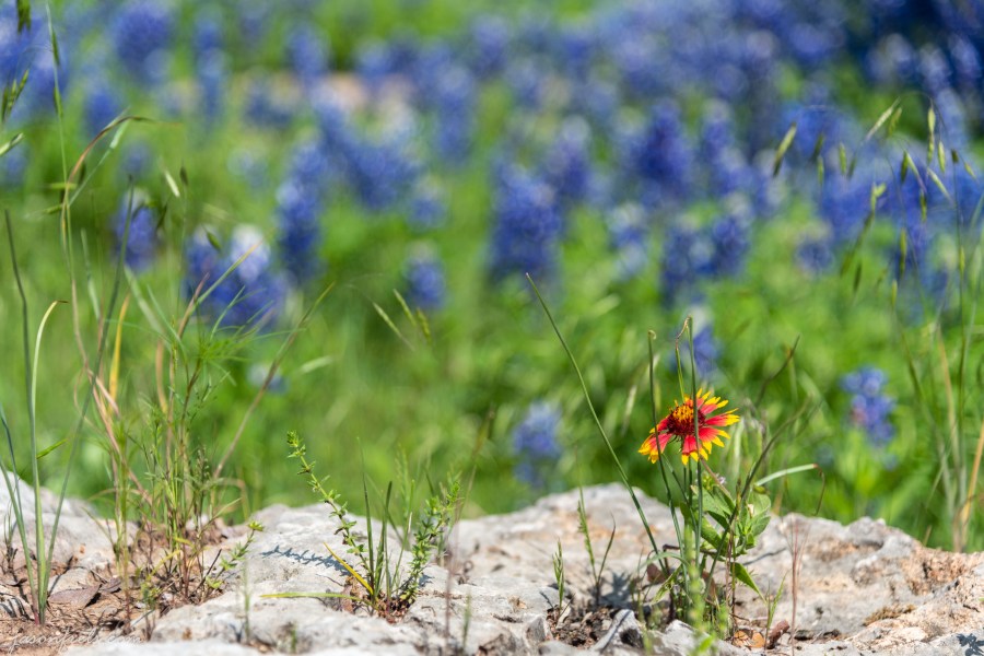 Texas-Bluebonnets-3