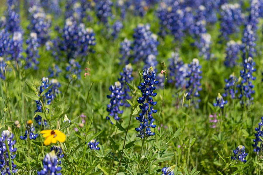 Texas-Bluebonnets-4