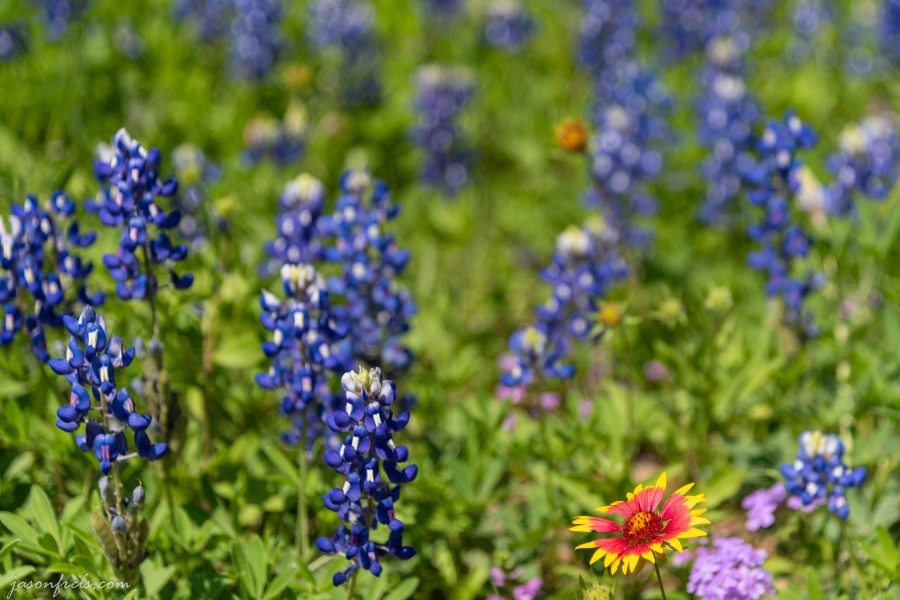 Texas-Bluebonnets-5