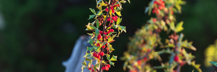 Close up of agarita in evening sunlight in central Texas