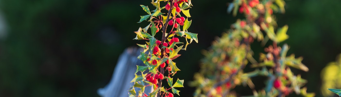 Close up of agarita in evening sunlight in central Texas