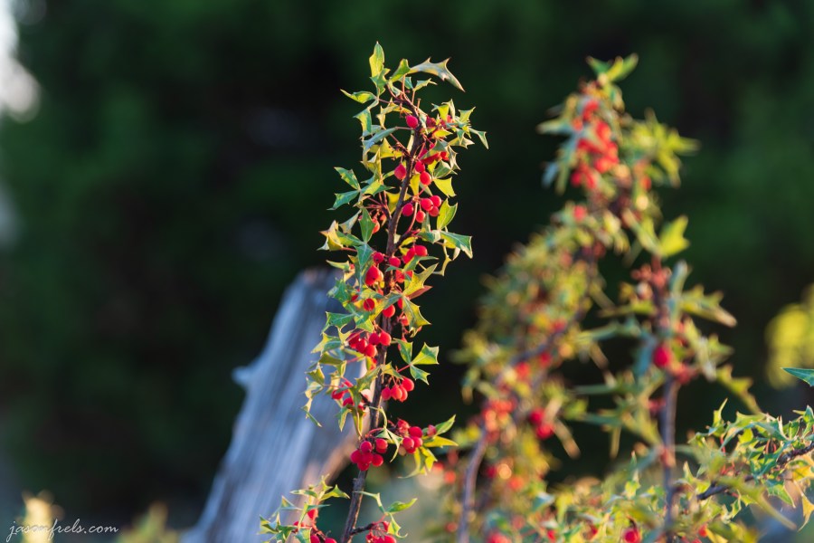 Close up of agarita in evening sunlight in central Texas