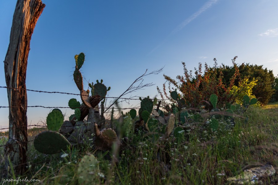 Barbed wire fence with cactus and agarita in central Texas