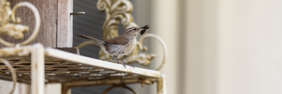 Bird at bird house Texas