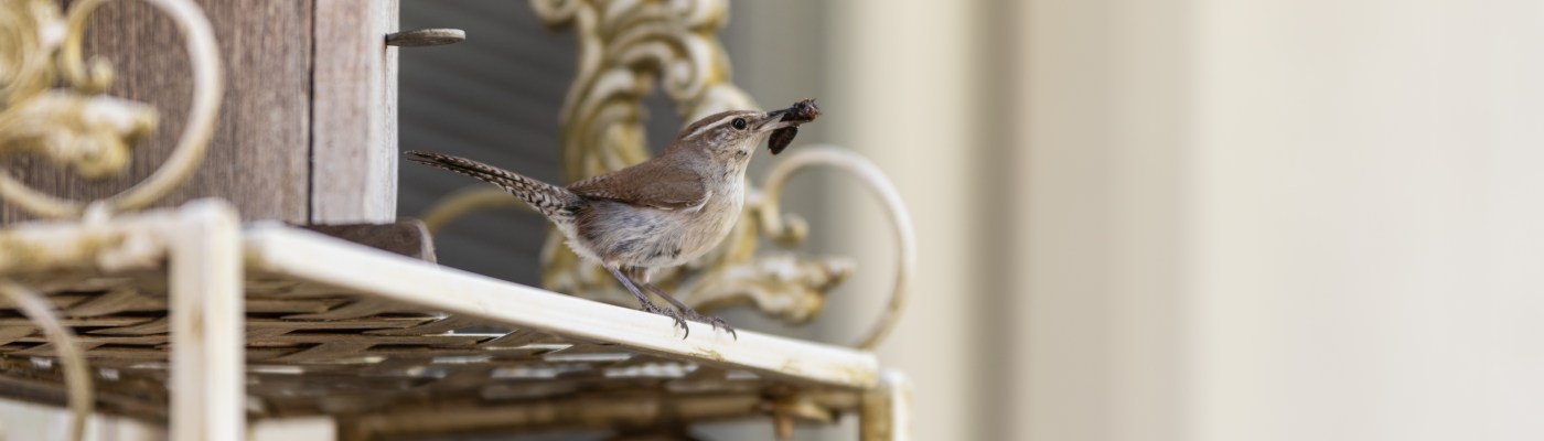 Bird at bird house Texas