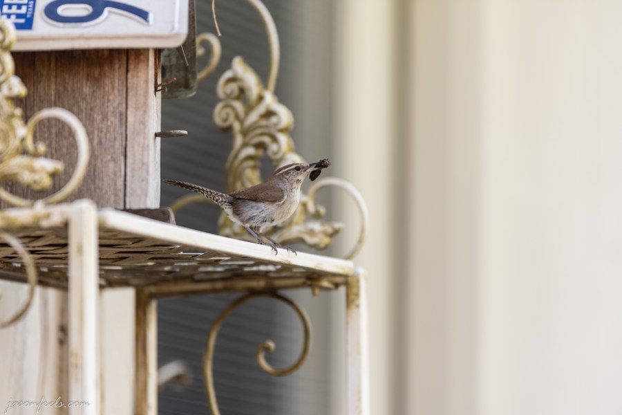 Bird at bird house Texas