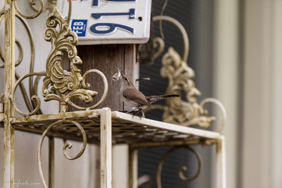 Bird at bird house Texas