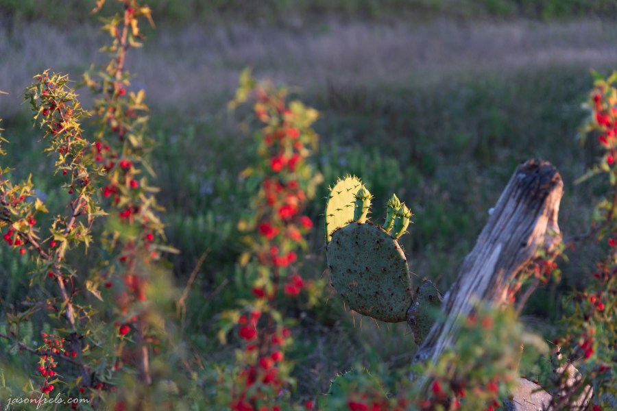 Prickly pear cactus in evening sunlight in Central Texas