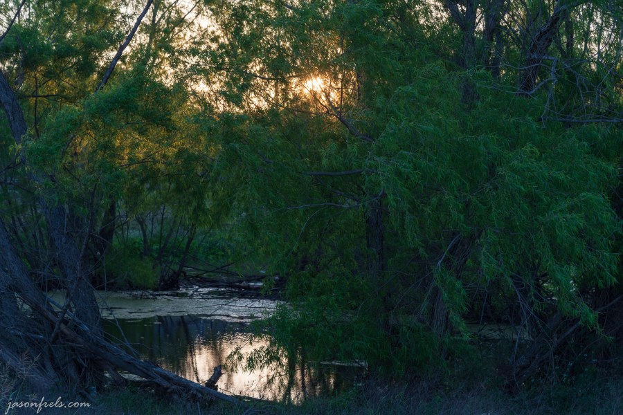 Pond in Leander Texas