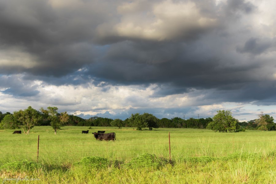 Cows in a Pasture with Storm Clouds