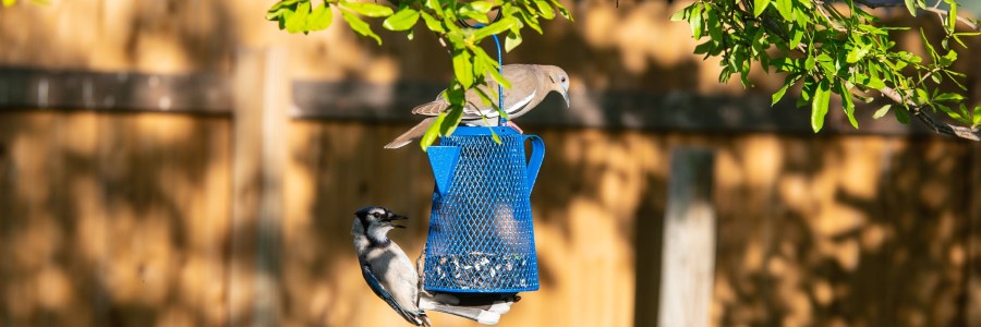 Blue jay and white wing dove at bird feeder