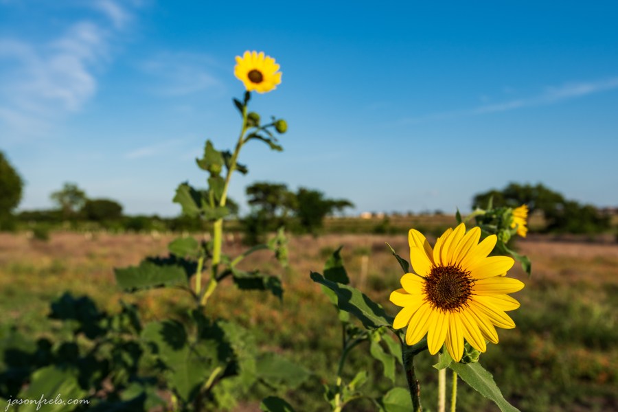 Sunflowers in afternoon sun near road in Leander Texas