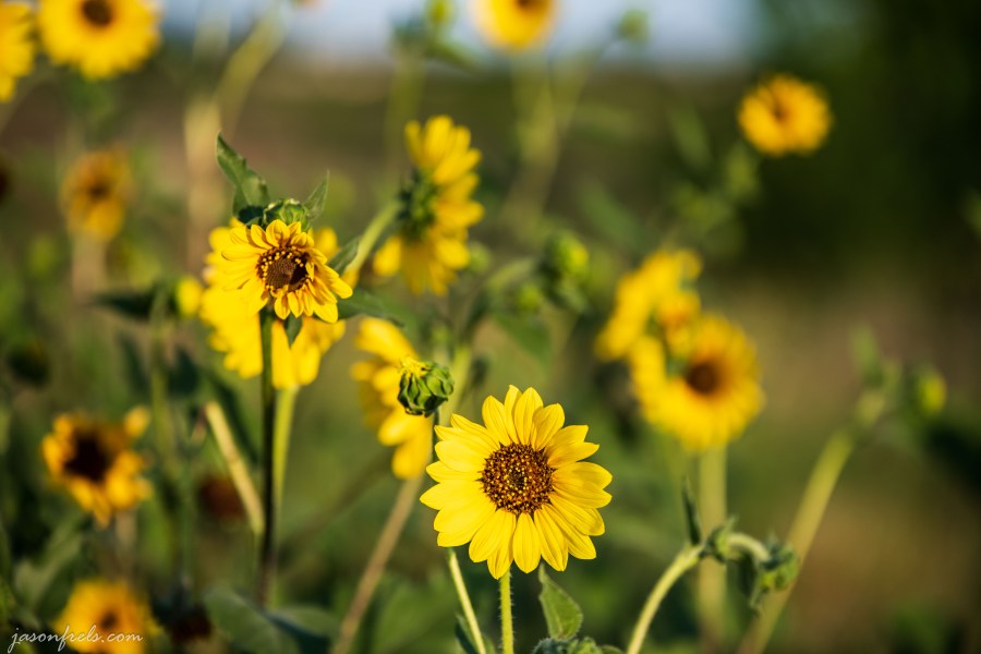 Texas_sunflowers_70-200mm_2