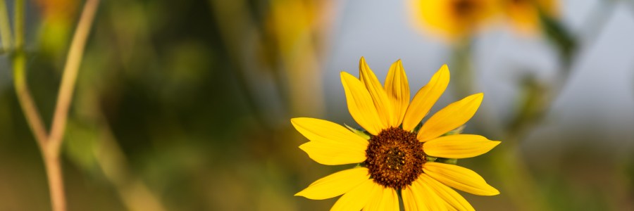 Close up of sunflowers in afternoon sun near road in Leander Texas