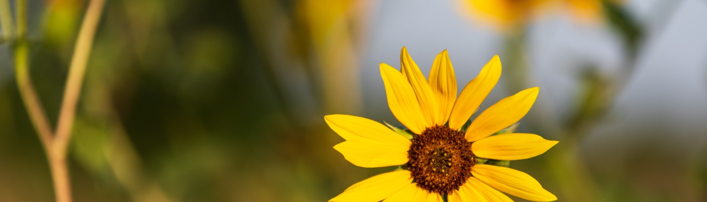 Close up of sunflowers in afternoon sun near road in Leander Texas