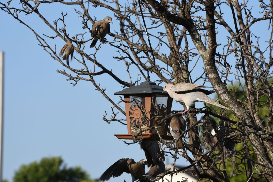Birds at my birdfeeder