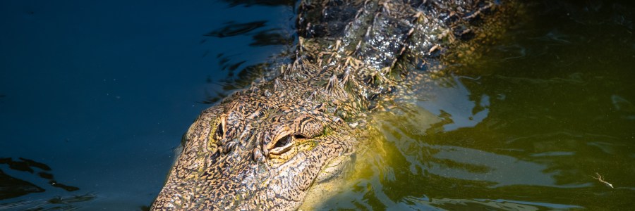 Close-up of a captive alligator in Hot Springs Arkansas