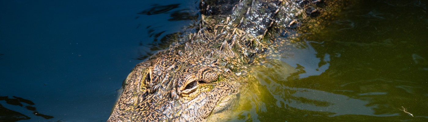 Close-up of a captive alligator in Hot Springs Arkansas