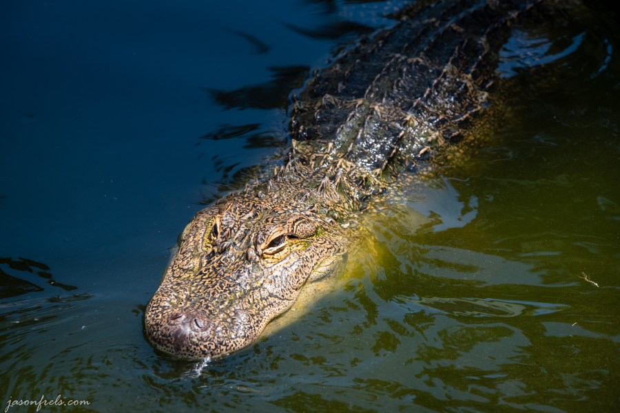 Close-up of a captive alligator in Hot Springs Arkansas
