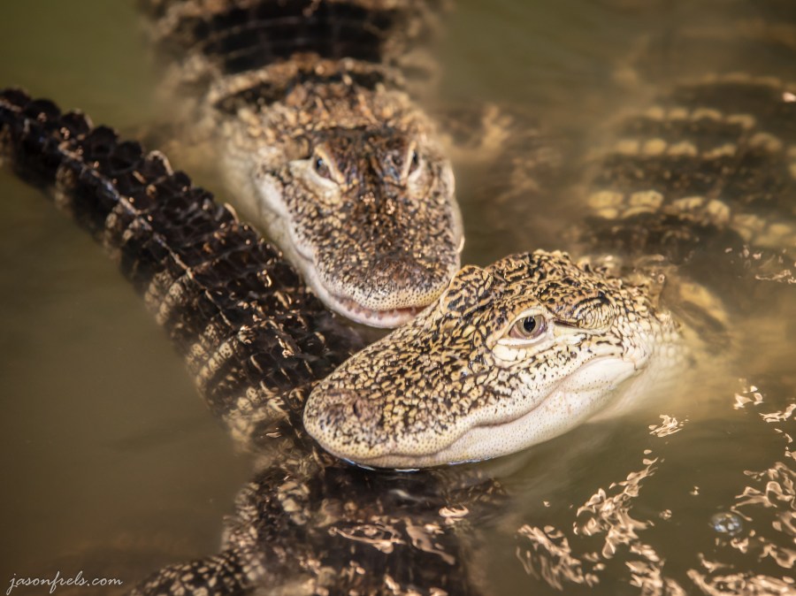 Close-up of captive baby alligators.
