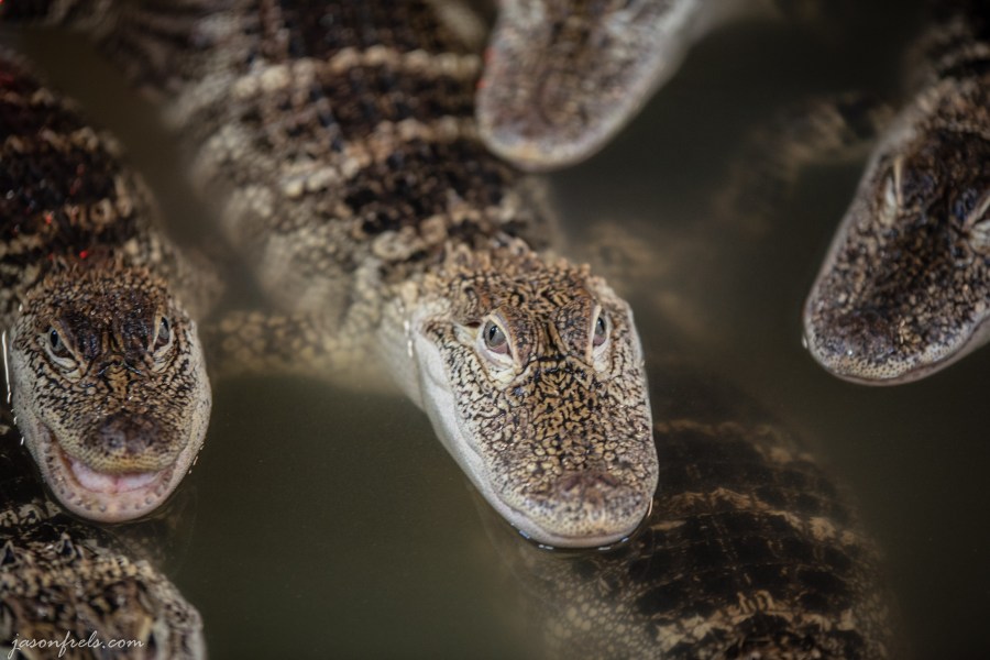 Close-up of captive baby alligators