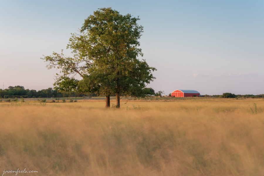 Red barn in a sea of golden grass