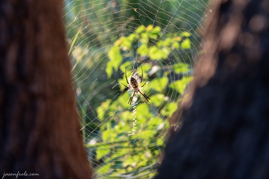 Black and yellow garden spider at Inks Lake State Park Texas