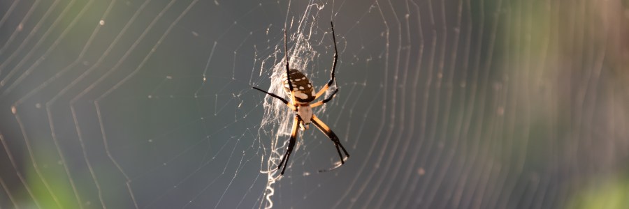 Black and yellow garden spider at Inks Lake State Park Texas