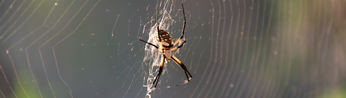 Black and yellow garden spider at Inks Lake State Park Texas