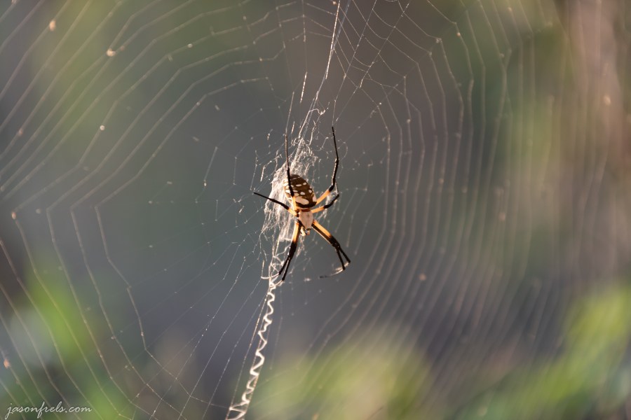 Black and yellow garden spider at Inks Lake State Park Texas